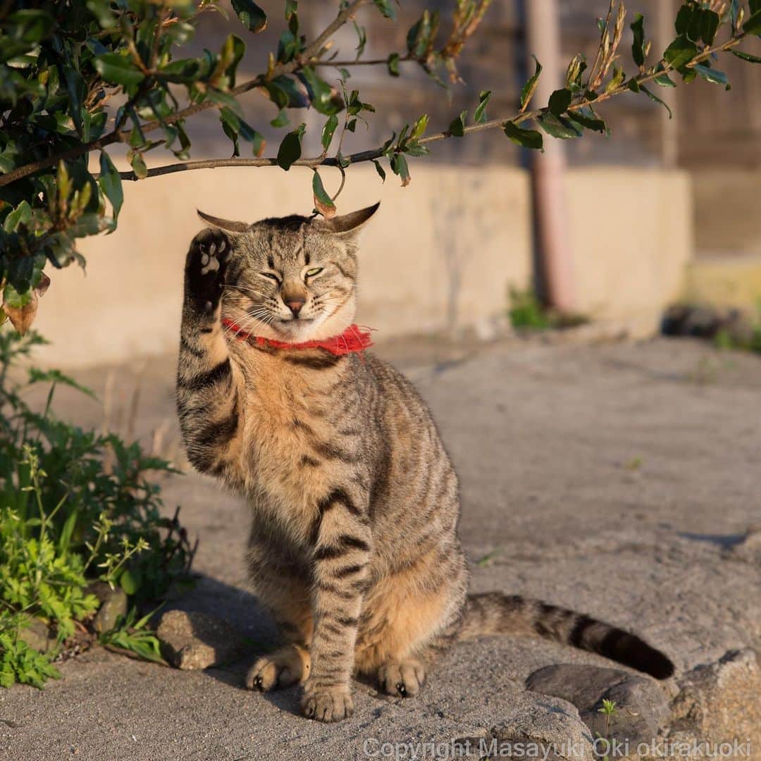 Masayukiさんのインスタグラム写真 - (MasayukiInstagram)「気乗りしない。  おはようございます。 Good morning from Tokyo Japan ☁️ #cat #ねこ #全国一斉肉球検査」4月26日 10時04分 - okirakuoki