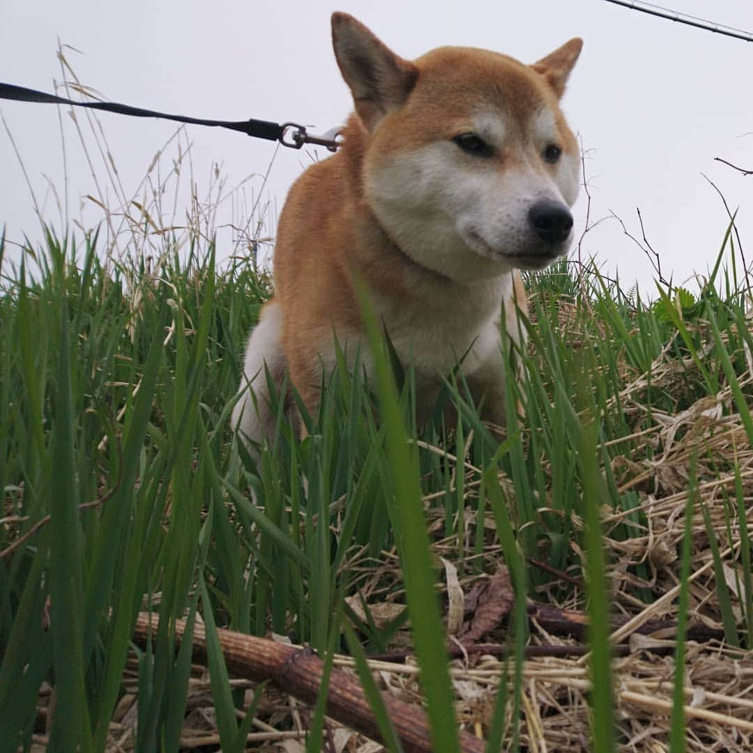 柴犬⭐️サスケさんのインスタグラム写真 - (柴犬⭐️サスケInstagram)「おはわん #朝ん歩 #💩#今日も取りにくかった#柴犬#赤柴#犬ら部 #ふわもこ部 #pecoいぬ部 #shibasnap  #🐶📷」4月26日 10時14分 - shiba20150405