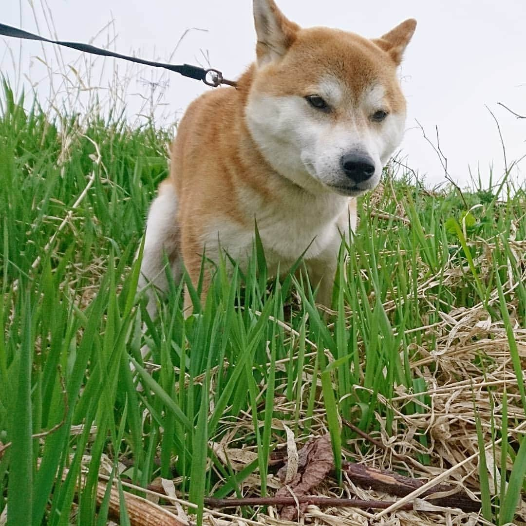 柴犬⭐️サスケさんのインスタグラム写真 - (柴犬⭐️サスケInstagram)「おはわん #朝ん歩 #💩#今日も取りにくかった#柴犬#赤柴#犬ら部 #ふわもこ部 #pecoいぬ部 #shibasnap  #🐶📷」4月26日 10時14分 - shiba20150405