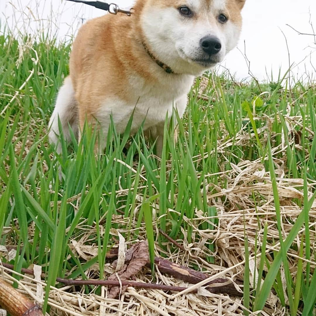 柴犬⭐️サスケさんのインスタグラム写真 - (柴犬⭐️サスケInstagram)「おはわん #朝ん歩 #💩#今日も取りにくかった#柴犬#赤柴#犬ら部 #ふわもこ部 #pecoいぬ部 #shibasnap  #🐶📷」4月26日 10時14分 - shiba20150405