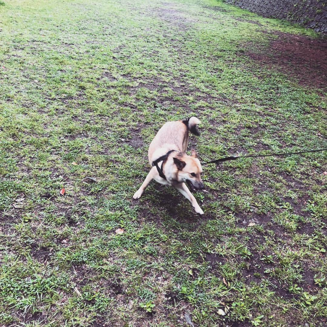 佐々木海さんのインスタグラム写真 - (佐々木海Instagram)「今朝は夫と二人で朝散歩🚶‍♂️🐕🚶‍♀️ 小雨だし途中で止むだろうと思ってたけど、思いのほか降ってたし、全然止まなかったのでみんな結構濡れて帰ってきました🌧 遊んでるアンバーをはたから見るとさらにかわいい。 #犬 #イヌ #イヌスタグラム #いぬすたぐらむ #犬バカ部 #いぬばか部 #ふわもこ部 #いぬら部 #犬のいる暮らし #保護犬 #元野犬 #雑種 #雑種犬 #ビビり犬 #里親 #保護犬を家族に #保護犬を飼おう #殺処分ゼロ #dog #dogs #dogstagram #doglove #doglover #doglovers #doglife #dogslife #rescuedog #rescueddog」4月26日 10時06分 - umi_carnelian