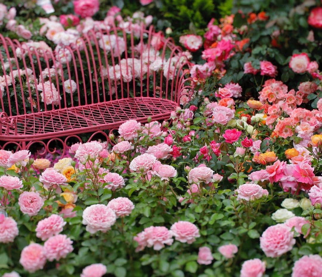 雑誌『花時間』さんのインスタグラム写真 - (雑誌『花時間』Instagram)「おはようございます。明日から10連休が始まりますね。東京・銀座の『ファンケル 銀座スクエア』でも、間もなく春のローズガーデンがスタートします。ふだんは入ることのできない特別室を開放。銀座の空の下、春のバラが咲き誇ります（このpicは昨年の様子です）。テーマは「ARATA」。甘く、バラが香るガーデンで、新しい時代を祝いませんか？  開催は5/3（金・祝）〜10（金）11：30～18：30 （最終日は16：30まで。入場無料。期間中はバラ王子のデモンストレーションや京成バラ園・村上敏さんのトークショーなど、楽しいイベントも。東京に来られる方も、ぜひ、足をお運びくださいね。では、本日も元気smile😊😊😊で頑張りましょう！ by ピーターパン  ファンケル 銀座スクエア @fanclginzasquare  写真 @tanabe32  #hana #flower #flowers #flowerslovers #flowerstagram #花時間 #花時間2019  #花好き #花藝 #花好きな人と繋がりたい #花が好きな人と繋がりたい #花のある生活 #花のある暮らし #ファンケル銀座スクエア  #ginza #銀座 #銀座の空中庭園 #ローズガーデン #botanicallife」4月26日 10時23分 - hanajikan_magazine