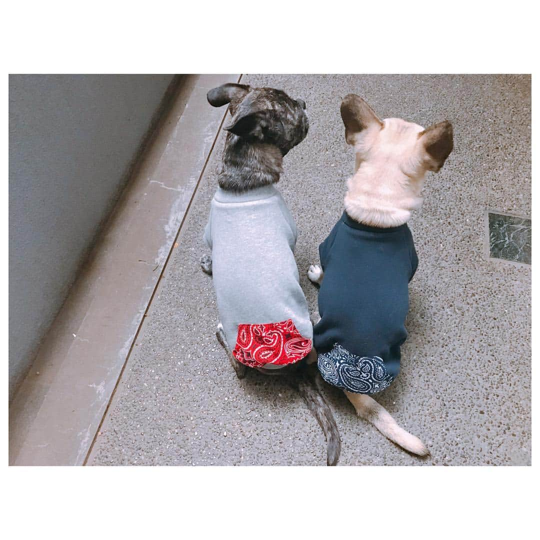 李ヒャンさんのインスタグラム写真 - (李ヒャンInstagram)「お揃いの後ろ姿可愛いなー😚 Dogwear/ Bandana sweat for dog 予約受付最終日の本日も沢山のご予約ありがとうございます☺️ 受付終了とまで残り約1時間となりましたが、ご予約お待ちしております🙇‍♀️ ☺︎ノベルティ特典ありの予約会は本日21時までとなります☺︎ #fashion #style #herfee2019aw #herfee #pug #frepug #frenchbulldog #ilovemydog #ぽにトト」4月26日 19時52分 - 73hyang