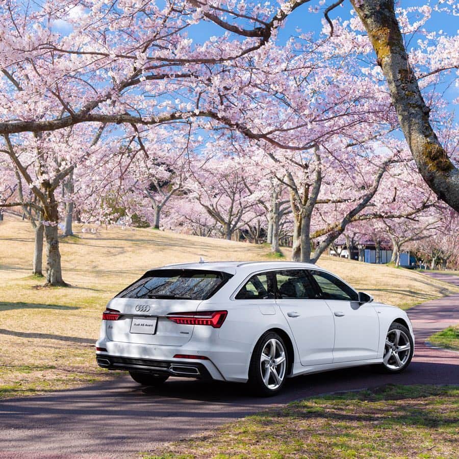 アウディ ジャパンさんのインスタグラム写真 - (アウディ ジャパンInstagram)「日本列島をゆっくりと桜色に染めながら北上する桜前線。 優れた乗り心地と高度なドライバーアシスタンスシステムを備えるAudi A6 Avantなら、花開いてゆく桜を追いかけて、どこまででも走って行けそうです。  #Audi #A6 #AudiA6 #Audijapan #桜 #sakura #ドライブ #伊豆 #MomentswithAudi #Audigramm #carporn」4月26日 20時05分 - audijapan