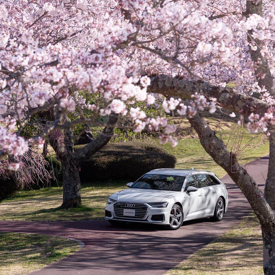 アウディ ジャパンさんのインスタグラム写真 - (アウディ ジャパンInstagram)「日本列島をゆっくりと桜色に染めながら北上する桜前線。 優れた乗り心地と高度なドライバーアシスタンスシステムを備えるAudi A6 Avantなら、花開いてゆく桜を追いかけて、どこまででも走って行けそうです。  #Audi #A6 #AudiA6 #Audijapan #桜 #sakura #ドライブ #伊豆 #MomentswithAudi #Audigramm #carporn」4月26日 20時05分 - audijapan