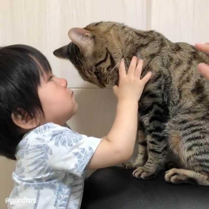 ゆうとろ（柴犬ゆうと猫のとろ）のインスタグラム