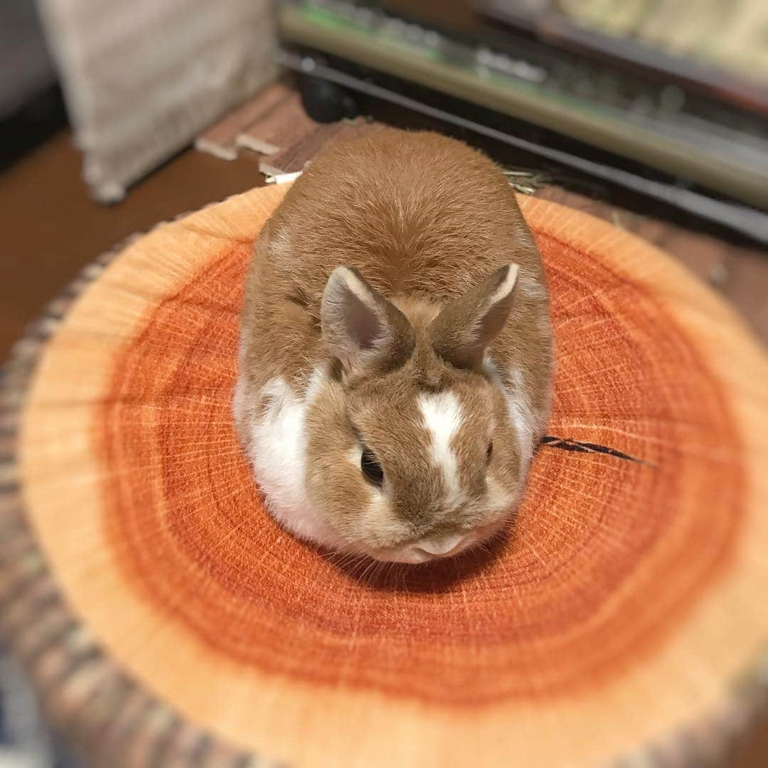 BUNNY?TUNA? のインスタグラム：「2019/4/26🙆‍♂️ ツナ饅頭🤤 . #ツナ饅頭#饅頭#まんまる #ネザーランドドワーフ#ツナ#TUNA#うさぎ#ふわもこ部#うさぎ部#うさぎのしっぽ#ペット#netherlanddwarf#bunnystagram#rabbit#lapin#cutebunny#bunnylove#bunnies#pet#petgram#rabbitstagram#japan#kawaii#weeklyfluff#cutepetclub#instapets#instabunnies#animallovers @junkuwana55」