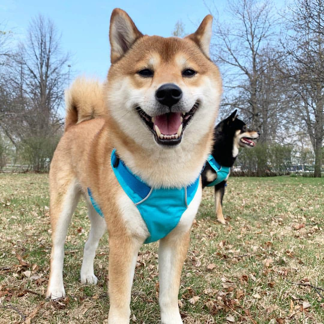 ?Fricko the Shiba Inu?さんのインスタグラム写真 - (?Fricko the Shiba Inu?Instagram)「Happy Friday!!!!😆😆 🐾 🐾 🐾 #FrickoandKeaton #🐶 #☀️ #shiba #shibainu #dog #柴犬 #赤柴 #黒柴  #adorable #shibalovers #shibaholics  #dogoftheday  #weeklyfluff #aww #dogstagram  #dogscorner #puppiesofinstagram #shibapuppy」4月26日 20時19分 - umigiva