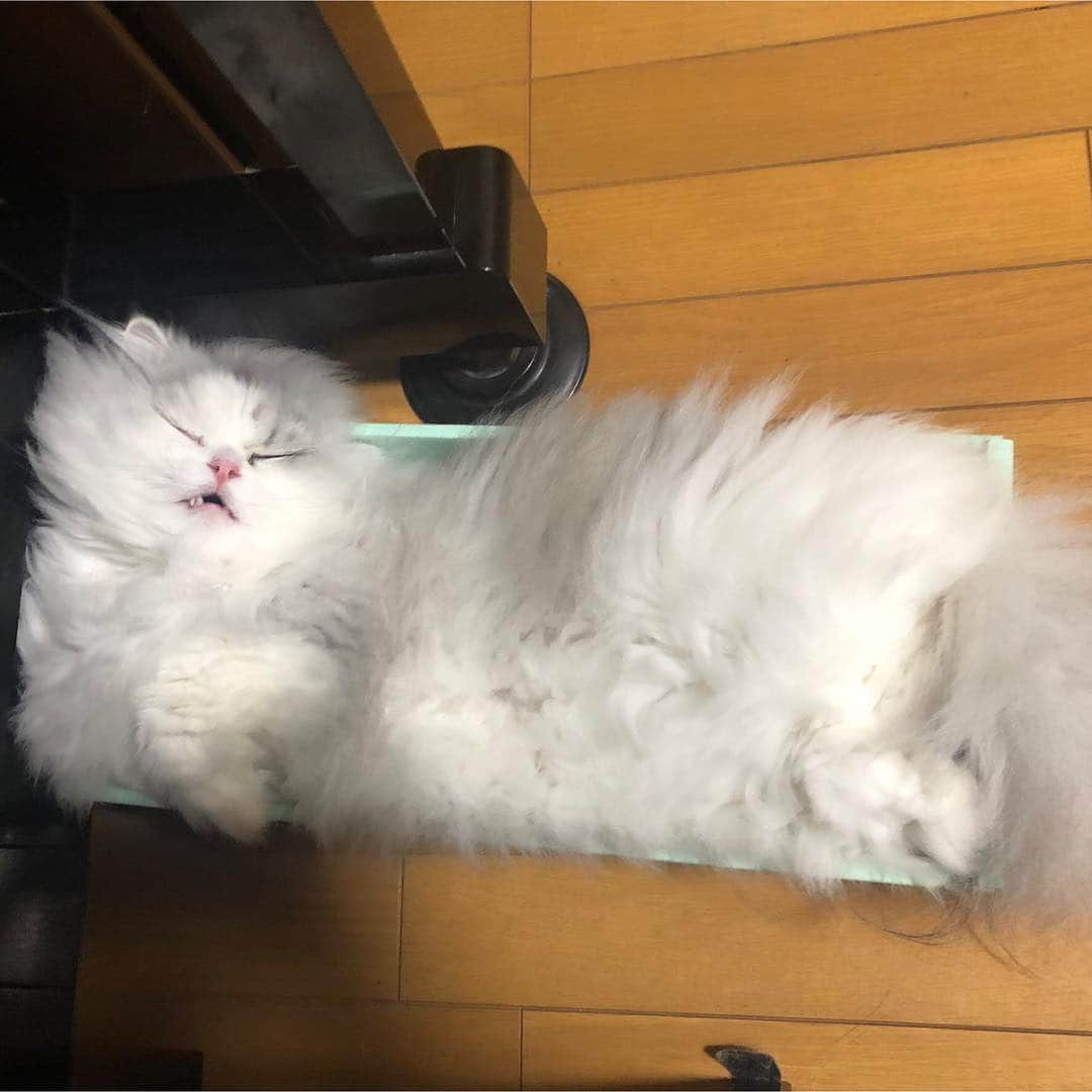 ライオン商事株式会社さんのインスタグラム写真 - (ライオン商事株式会社Instagram)「「…zzZ」 せっかくベッドあるのに今日も箱の中で寝てる、、、。 #猫あるある #箱に入りがち #さっきまで遊んでたよね #無防備 #ねこのいるくらし #ねこすたぐらむ #ライオンペット #lionpet」4月26日 20時21分 - lion_pet_cat