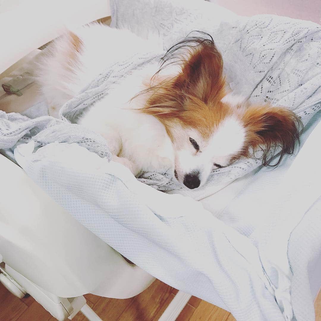 佐藤康恵さんのインスタグラム写真 - (佐藤康恵Instagram)「今週8カ月の娘が中耳炎になっちゃって高熱の為、保育園お休みしていました。 赤ちゃんは👶鼻かめないし電動鼻吸引しても奥は取れずに溜まってしまう…すると菌が色々なとこに入り込み耳の鼓膜も👂赤くなって炎症が起きて中耳炎になるんだそうです(T . T) 今日は熱も下がってきたので保育園へ行きました(^^) そして…子供達が居なくなると…🐶またまたルルちゃんがベビーラックに乗りたがります💦💖 微妙にユラユラ揺れて幸せそうにクークークー💤 私だって甘えたいワン🎶と言わんばかり💖 #lulu #papillon #佐藤康恵 #mama #love #二児の母 #actress #model #singer #jewelry #ysjewel」4月26日 20時47分 - yasuesato.official