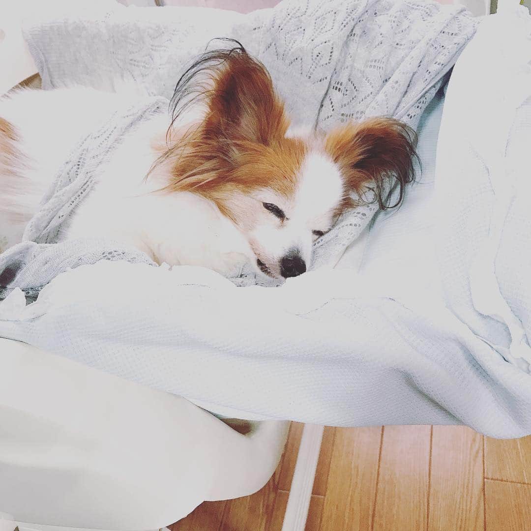 佐藤康恵さんのインスタグラム写真 - (佐藤康恵Instagram)「今週8カ月の娘が中耳炎になっちゃって高熱の為、保育園お休みしていました。 赤ちゃんは👶鼻かめないし電動鼻吸引しても奥は取れずに溜まってしまう…すると菌が色々なとこに入り込み耳の鼓膜も👂赤くなって炎症が起きて中耳炎になるんだそうです(T . T) 今日は熱も下がってきたので保育園へ行きました(^^) そして…子供達が居なくなると…🐶またまたルルちゃんがベビーラックに乗りたがります💦💖 微妙にユラユラ揺れて幸せそうにクークークー💤 私だって甘えたいワン🎶と言わんばかり💖 #lulu #papillon #佐藤康恵 #mama #love #二児の母 #actress #model #singer #jewelry #ysjewel」4月26日 20時47分 - yasuesato.official