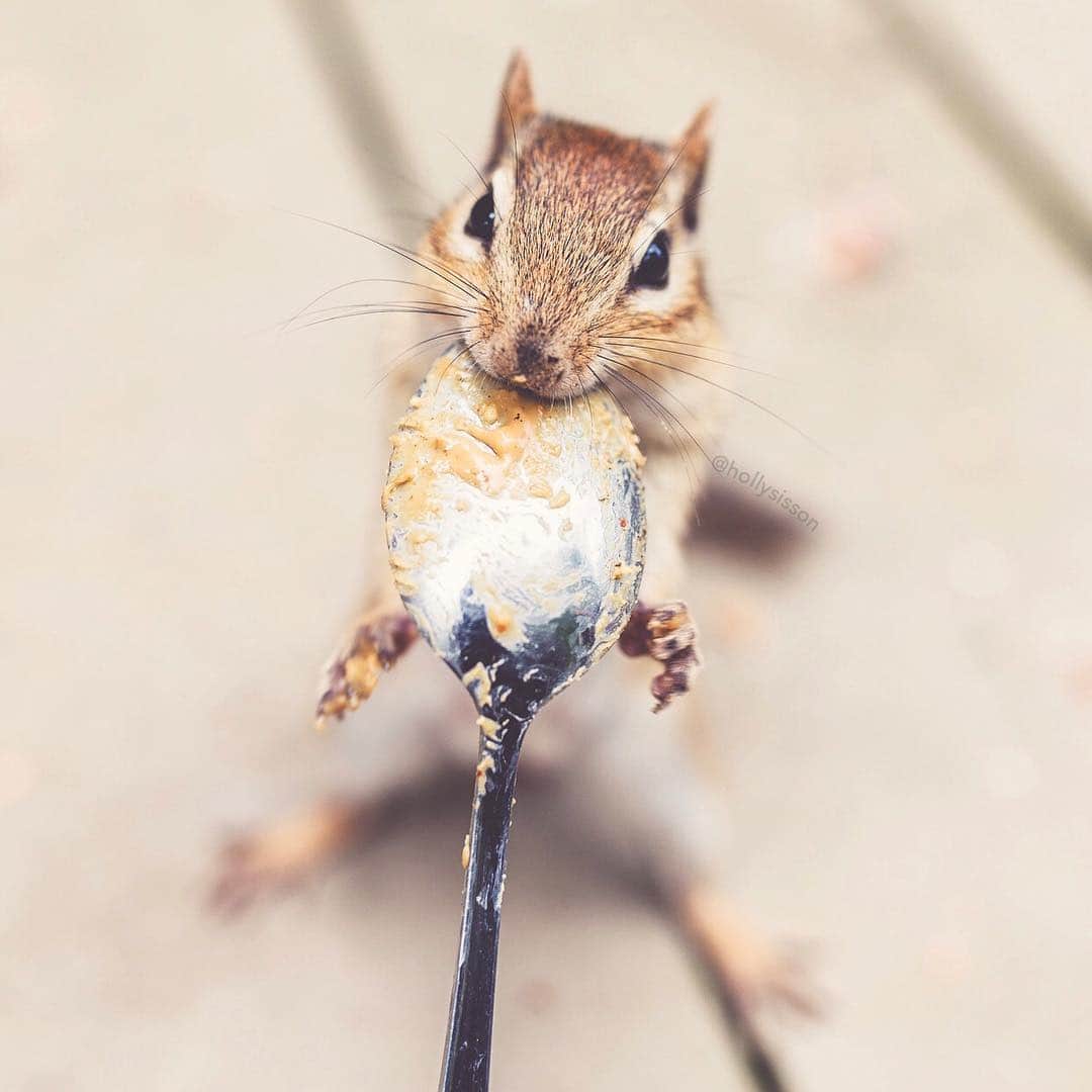 Holly Sissonさんのインスタグラム写真 - (Holly SissonInstagram)「Hold on loosely, but don’t let go! 🤣 #Muskoka #chipmunk #fbf ~ Canon 1D X MkII + 35 f1.4L II @ f2.5 (See my bio for full camera equipment information plus info on how I process my images. 😊) ~ #pickmotion」4月26日 20時51分 - hollysisson