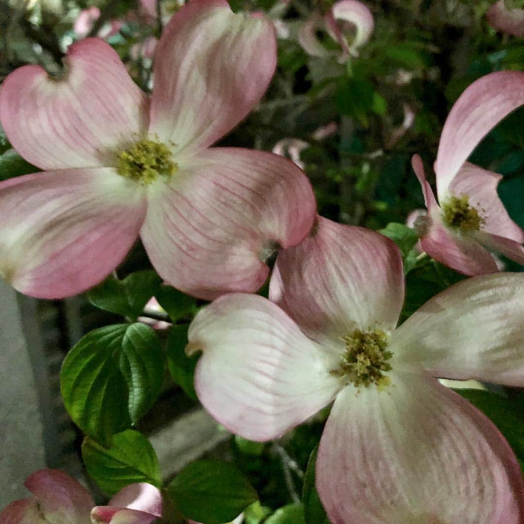 Kensho Onukiさんのインスタグラム写真 - (Kensho OnukiInstagram)「季節はずれのしのつく寒雨にめげず春を知らせてくれているハナミズキの花。白とピンク。可愛くて可憐ですねー😊🌿🌸🧚‍♀️#大貫憲章花巡り #都会の緑 #街路樹 #花びらがカワイイ」4月26日 21時00分 - kensho_onuki