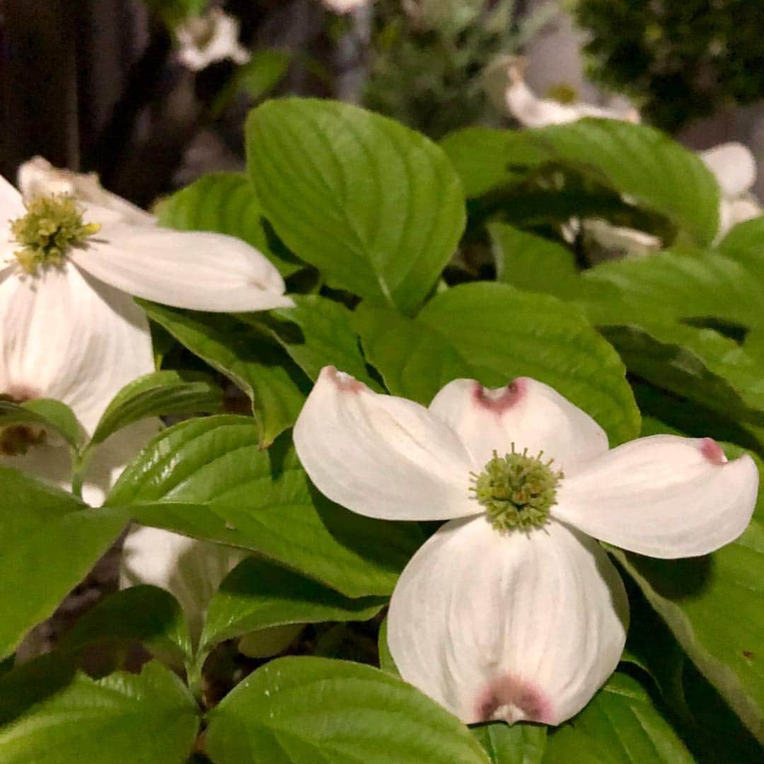 Kensho Onukiさんのインスタグラム写真 - (Kensho OnukiInstagram)「季節はずれのしのつく寒雨にめげず春を知らせてくれているハナミズキの花。白とピンク。可愛くて可憐ですねー😊🌿🌸🧚‍♀️#大貫憲章花巡り #都会の緑 #街路樹 #花びらがカワイイ」4月26日 21時00分 - kensho_onuki