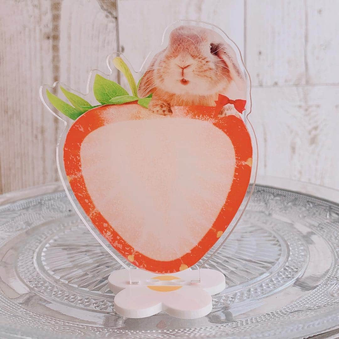 usagraphさんのインスタグラム写真 - (usagraphInstagram)「ここにイチゴなってたらパクって食べれるのになぁ🐰🍓 ということでw😂  #うさぎしんぼる展in静岡パルコ で販売する新作グッズのお知らせです！ まだまだ続くイチゴフェア🍓 ミニトートバッグとメッセージスタンド✨ メッセージスタンドについてはかなり久しぶりの出品です☺️ そしてミニトート、これめちゃ可愛いんですよ😍自分でいうのもなんだけどw 夏はレモン柄バージョンもいいなぁっておもっていたり🍋 ミンネでのスプリングセールもGWまでですのでよろしくお願いします🙇‍♀️ (＊後に通常料金に戻ります) ＊ ＊ ＊ #うさぎ #rabbit #bunny #ふわもこ部  #WeeklyFluff #igersjp  #instabunnies #tokyocameraclub #東京カメラ部  #bunnystagram  #今日もX日和  #うさぎ部 #ホーランドロップ #hollandlop  #アニマル写真部  #ファインダー越しの私の世界 #team_jp_西 #igers  #ig_japan」4月26日 21時00分 - usagraph