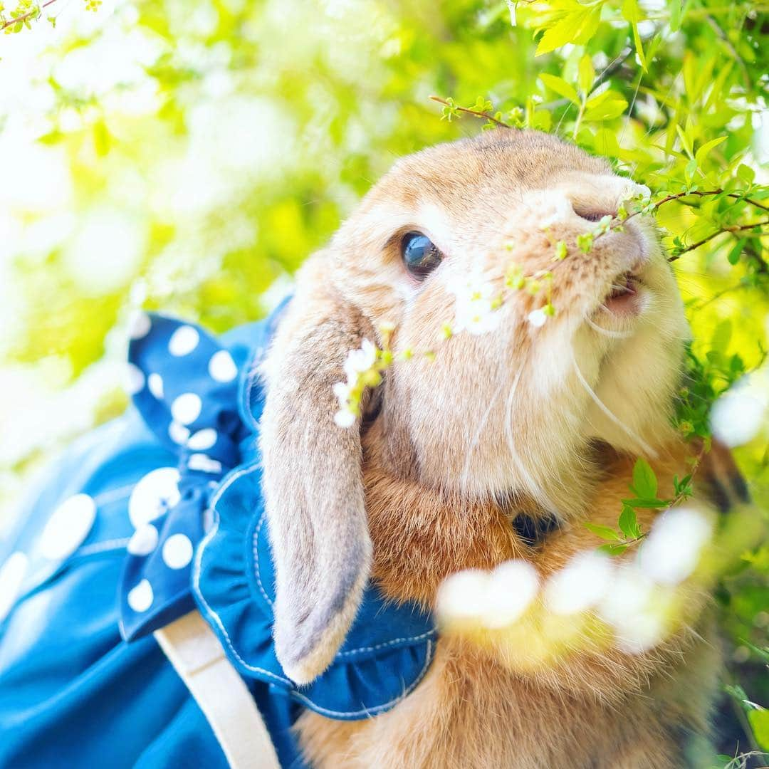 usagraphさんのインスタグラム写真 - (usagraphInstagram)「ここにイチゴなってたらパクって食べれるのになぁ🐰🍓 ということでw😂  #うさぎしんぼる展in静岡パルコ で販売する新作グッズのお知らせです！ まだまだ続くイチゴフェア🍓 ミニトートバッグとメッセージスタンド✨ メッセージスタンドについてはかなり久しぶりの出品です☺️ そしてミニトート、これめちゃ可愛いんですよ😍自分でいうのもなんだけどw 夏はレモン柄バージョンもいいなぁっておもっていたり🍋 ミンネでのスプリングセールもGWまでですのでよろしくお願いします🙇‍♀️ (＊後に通常料金に戻ります) ＊ ＊ ＊ #うさぎ #rabbit #bunny #ふわもこ部  #WeeklyFluff #igersjp  #instabunnies #tokyocameraclub #東京カメラ部  #bunnystagram  #今日もX日和  #うさぎ部 #ホーランドロップ #hollandlop  #アニマル写真部  #ファインダー越しの私の世界 #team_jp_西 #igers  #ig_japan」4月26日 21時00分 - usagraph