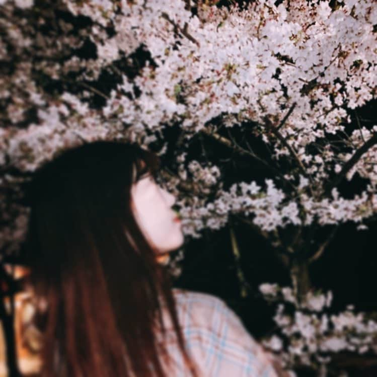 小嶋菜月さんのインスタグラム写真 - (小嶋菜月Instagram)「🌸🌸🌸 . . . 夜桜 とっても綺麗でした🌸 . . . #桜 #夜桜 #お花見」4月26日 20時58分 - kojimanatsuki_offical