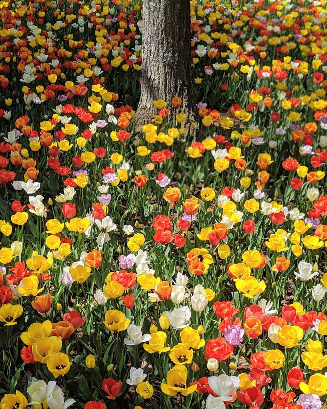 masayaさんのインスタグラム写真 - (masayaInstagram)「ひたち海浜公園 Hitachikaihin Park #sponsored #googlepixel #Pixelで撮影 #teampixel  #ひたち海浜公園 #japan #tulips #flowers #チューリップ」4月26日 12時25分 - moonlightice