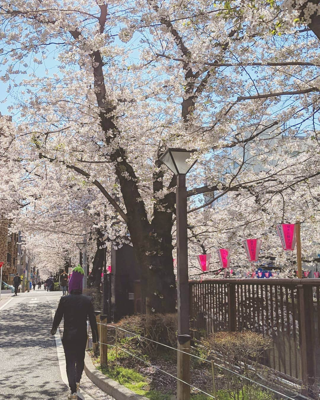 川原克己 さんのインスタグラム写真 - (川原克己 Instagram)「#花見」4月26日 12時27分 - tenjikunezumikawahara