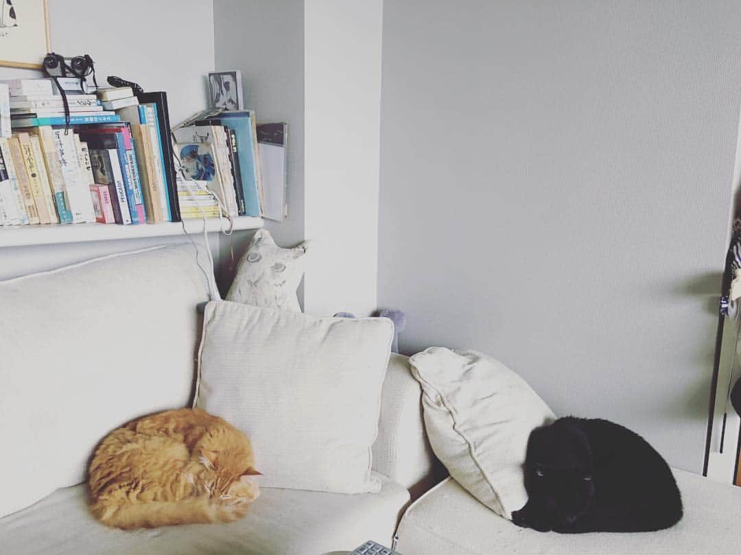 猫沢エミさんのインスタグラム写真 - (猫沢エミInstagram)「黒茶釜、茶茶釜。  今日はちょっと寒いから、薄く床暖つけて人気取り😏  #猫沢家の猫兄弟 #書棚整理しないとだな」4月26日 12時33分 - necozawaemi