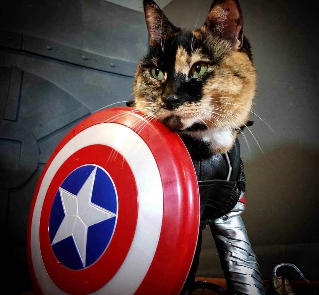 猫コスプレさんのインスタグラム写真 - (猫コスプレInstagram)「Dear @marvelstudios,  Thank you for a wonderful 10 year journey.  Here's to many more cheers, and tears.  Signed: ~ A Fan  #AvengersEndgame」4月26日 12時39分 - cat_cosplay