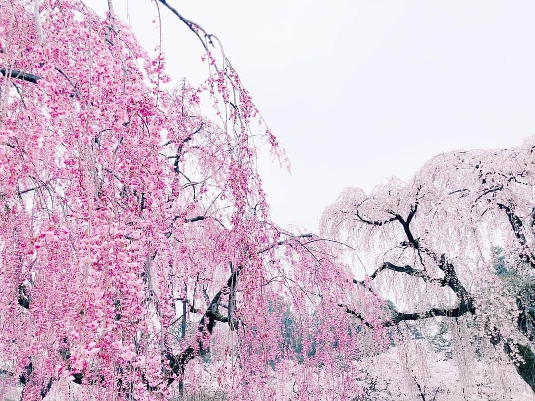藤井明子さんのインスタグラム写真 - (藤井明子Instagram)「両親がいつか行きたいと言っていた満開の弘前の桜祭りへ親子で行ってきました。 びっくりするくらい曇りだけど、そんなの気にならないくらいの桜まみれ！！今年は私もお花見が全くできなかったけど、一生分の桜を見たってくらい( ´ ▽ ` )まわりから聞こえてくる言語は様々だったのですが、これは海外から来ても見る価値アリでしかない。 楽しかったし綺麗だったし美味しかったー！！ ・ #ソウルからの青森 #体力の限界 #でも行くよね #両親が元気 #私も自由 #親孝行しどき #とらおが孫だよ #次は旭山動物園に行きたいらしい #弘前桜祭り #青森#弘前」4月26日 14時03分 - fujiko0207