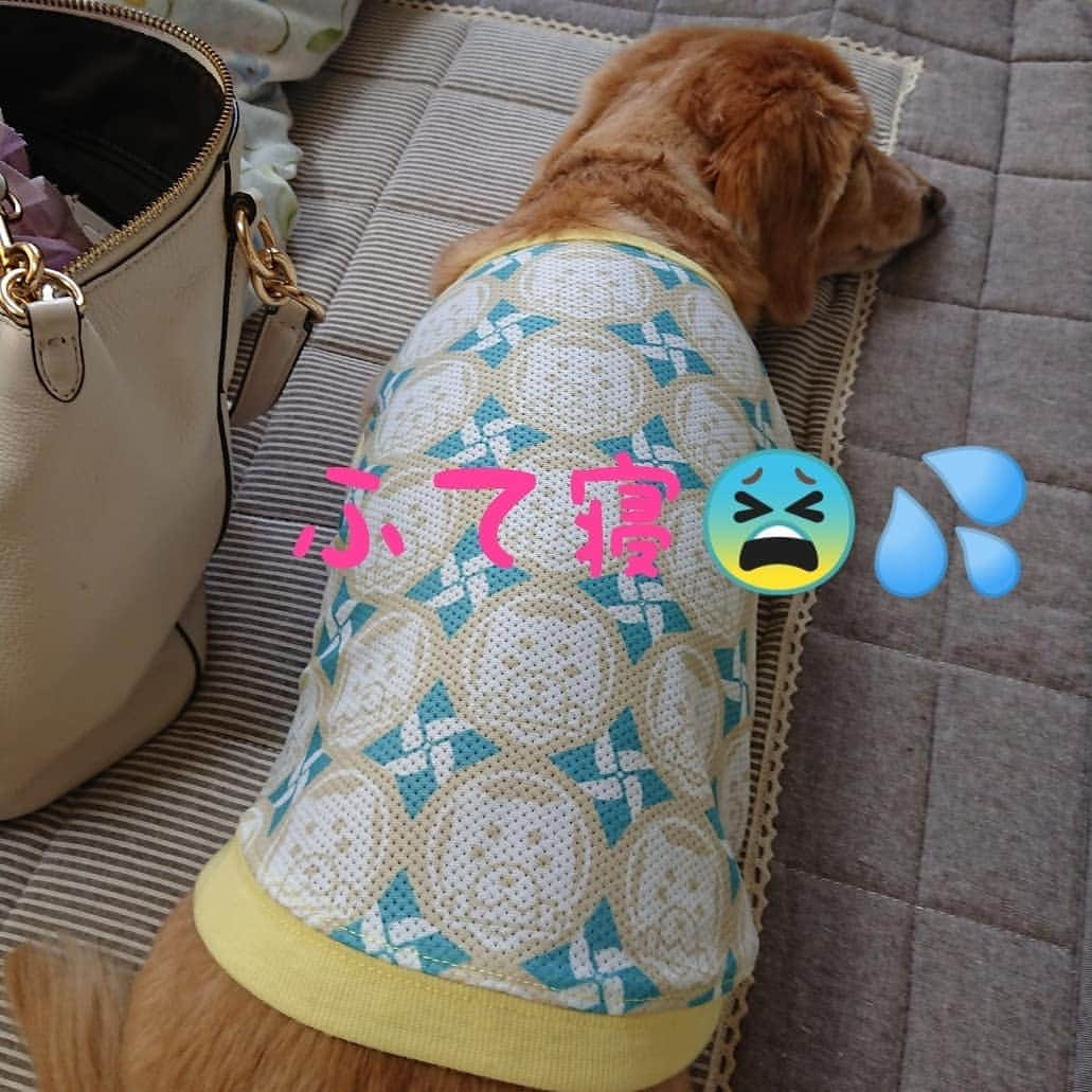 ピックさんのインスタグラム写真 - (ピックInstagram)「ピックちゃんだよ～💉 、 今日は、狂犬病💉 、 狂犬病で、かなりの血が出て💦😫 止血してもらい帰宅したけど❗ 狂犬病で、血が出るの⁉️ 初めて血が出たけど、、 、 帰ってふて寝🐶🤣😅💦 、 @winsun.japan のリュックは、ドライブboxがわりにもなるよ❗ 、 #狂犬病予防接種  #頑張った  #リュック  #犬のいる生活  #instadog #ilovedog #dogstagram #west_dog_japan #all_dog_japan #todayswanko #inulog #coolangel #ミニチュアダックス #ミニチュアダックスフンド #イヌスタグラム #いぬすたぐらむ #犬 #だいすき #美容 #ダイエット #いぬドル #かわいい #シニア犬 #14歳 #ピック #モデル犬 #イケワン #わんわん小学校」4月26日 14時05分 - pick09040904