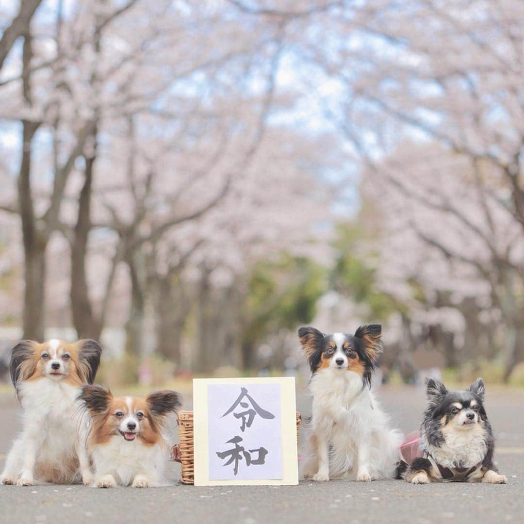 【公式】楽天ペット割さんのインスタグラム写真 - (【公式】楽天ペット割Instagram)「. こんにちは楽天ペット割です。 明日から #ゴールデンウィーク ですね！ 楽天ペットは #平成最後 の投稿となります😸🐶 . そんな今日は #rakutenpet をつけてポストしてくれた #令和 をお祝いする素敵なフォトをご紹介させていただきます😊 . ------------------------------------------- photo： @t_happymariange さま ------------------------------------------- . ゴールデンウィークはどこにお出掛けできるかな？ 令和がどんな時代になるのか楽しみだワン🐶🌸 . #rakutenpet でのかわいいペット投稿も引き続き募集しています😊 . . #楽天ペット割 #楽天 #フォトコンテスト #犬写真コンテスト #犬 #dog #dogstagram #いぬすたぐらむ #いぬすたぐらまー #わんだふるらいふ #instadog #わんこ #犬好き #いぬ部 #犬好きな人と繋がりたい #愛犬 #ふわもこ部 #エブリドッグ #いぬドル #개스타그램 #チワワ #パピヨン #chiwawa #papiyon #🐕 #🐶」4月26日 14時35分 - rakuten_petwari