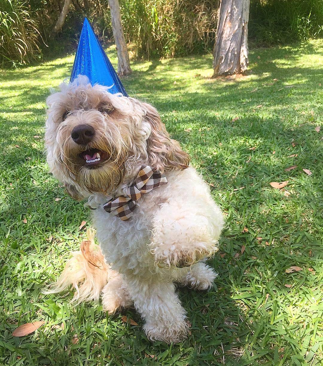 シャーニ・ヴィンソンのインスタグラム：「HAPPY BIRTHDAY JAGGER!!! 🎈🎊❤️🎁🎂🎉 #2yearsold #myboy」