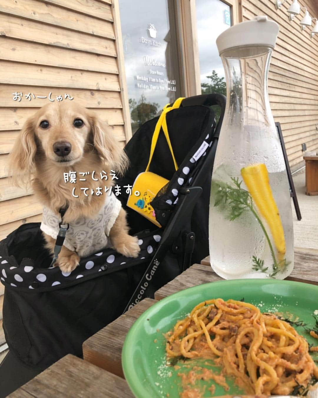 チズさんのインスタグラム写真 - (チズInstagram)「道の駅のレストラン🍴 わんこ🐶連れもいっぱい❤️ マロにも🍕 ちょっぴりおそそわけ🙄 #フルーツフラワーパーク #おでかけ#タダスポ 💰 #道の駅#デイズキッチン  #足湯#ドッグラン #🌷#🐕#🍝 #Mダックス #MiniatureDachshund #ミニチュアダックス #ミニチュアダックスフンド #ミニチュアダックスクリーム #カニンヘンクリーム #カニンヘンダックス#ダックス13歳 #カニンヘンダックスフンド #犬なしでは生きていけません#愛しのわんこ #癒し犬 #愛犬バカ #関西ダックス#短足犬 #短足部 #シニア犬#親父犬#犬は家族 #インスタでわんこみるのが日課 ♡♡♡」4月26日 14時54分 - sqi.chizu