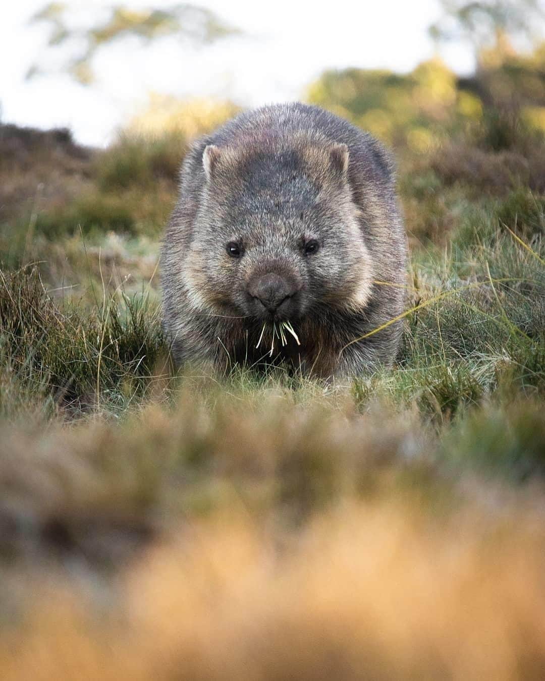 Australiaさんのインスタグラム写真 - (AustraliaInstagram)「When a #wombat offers you an invitation to dine together, how could you possibly resist? @chloektodd certainly couldn’t when she was at #CradleMountain recently, and she snapped this shot as she happily watched this cutie munching on some grass. If spotting one of these teddy-like creatures in the wild is on your bucket list then you best head to the beautiful Cradle Mountain-Lake St Clair National Park in @Tasmania's @visitcradlecoast, it’s widely known as a hotspot for wombats as they thrive in the environment and weather conditions there. TIP: Wombats are nocturnal so you’re most likely to see them feeding in open grasslands as the sun sets in the late afternoon.  #seeaustralia #discovertasmania #cradlecoast #wildlife #dailyfluff #animal」4月26日 15時00分 - australia