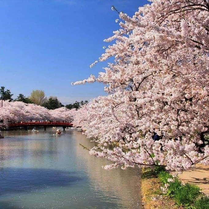 のインスタグラム：「青森に春を告げる「花見蟹」と弘前さくらまつりを堪能する花見旅 The Hirosaki Sakura Festival in Aomori features some of the most beautiful blossoms in all of Japan and is a must-visit during the spring season. Complete your experience with our delectable crab dinner at KAI Tsugaru.  #星野リゾート #界津軽 #hoshinoresorts #kaitsugaru #青森 #弘前 #弘前さくらまつり #花見蟹 #aomori #hirosaki #hirosakisakurafestival  #crabdinner #travel #travelgram #travelphoto #travelpic」