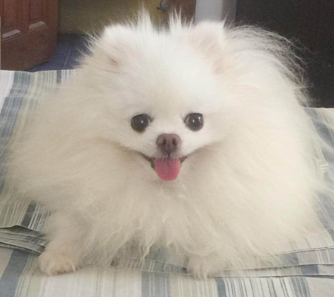のインスタグラム：「It’s Friday!!!!!🐶🐶🐶 #TGIF #dogsofinstagram #puppylove #puppiesofinstagram #petstagram #weeklyfluff #weekend #dogstagram #buzzfeedanimals #weratedogs」