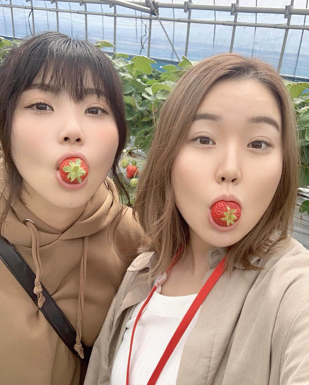 井上沙紀さんのインスタグラム写真 - (井上沙紀Instagram)「🍓 #いちご狩り  #一年分の苺食べた  #柳川 #鰻 食べすぎた🤭」4月26日 15時59分 - inouesaki_1997