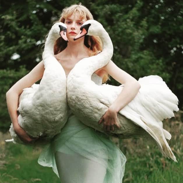 アレクシマビーユのインスタグラム：「Swan heart friday mood @alexismabille love Tim Walker @timwalker #swan #heartshape #white #ingenue #pure #feathers #timwalkerphotography #timwalker @britishvogue @marieagnesgillot」