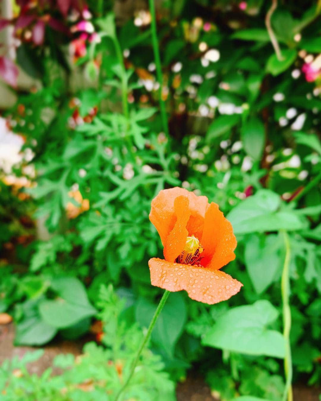 ソフィア・グリーンウッドさんのインスタグラム写真 - (ソフィア・グリーンウッドInstagram)「☁️🌻Rainy Fluffy Day🌻☁️ #japan#tokyo#rainyday#flower#hunting#flowerstagram#dandelion#fluffy#raindrop#nostalgic#mood#こんなスカした投稿してるけど#現実は群馬の交通センターでうxんこなう👴🏽🉐」4月26日 16時22分 - sophichan