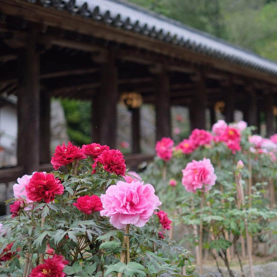 奈良 長谷寺 / nara hasederaのグルメインスタ
