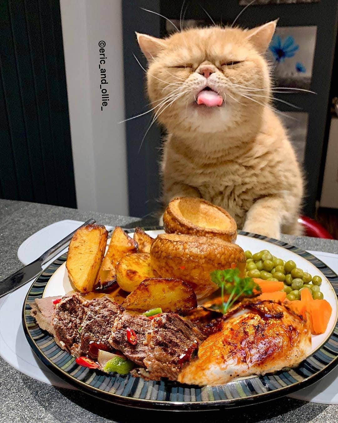Aww Clubさんのインスタグラム写真 - (Aww ClubInstagram)「That’s not what I ordered 📷@eric_and_ollie_  #meowed #persian #ericandollie #foodpics」4月26日 17時00分 - meowed