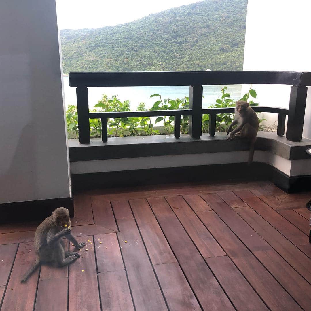 KAORI.OMURA 大村香織さんのインスタグラム写真 - (KAORI.OMURA 大村香織Instagram)「初めての土地に緊張と楽しみとで降り立ちました☺︎ダナン🇻🇳に来ています🏝 ・ 昨日は、初日ビックリ猿🐒事件が起こりましたが…💦 ※ ストーリーのハイライトに残しております。 お部屋にお猿さんが入って、マカロンを持っていきベランダで大奮闘がありました。笑 ・ 今日はのんびりとポケーーっとしております☺︎ スイカ🍉ジュースをまた沢山飲んでいます。w ・ 猿は🐒至る所にいて、慣れてきました。笑 ・ まだホテルから出ていないですが今日はこれからホイアンへ✨ ・ #ダナン #ベトナム#旅行 #danang #danangtrip #海外旅行#旅 #ハンモック#旅行好きな人と繋がりたい #タビジョ#猿#サル#monkey #リゾート#vacation #海 #平成最後の旅行 #sea#アジアリゾート#インターコンチネンタルダナン#インターコンチネンタル#ホテル#hotel#アラフォー#アラフォーライフ #gw旅行#ありがとう☺︎✨」4月26日 17時03分 - kaori.omura
