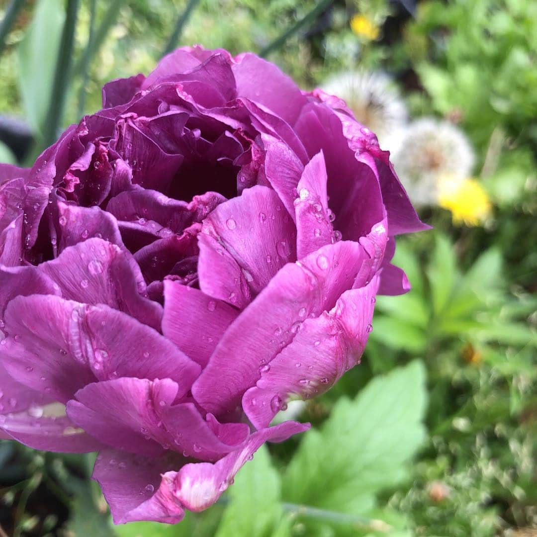 HERVA AKICOさんのインスタグラム写真 - (HERVA AKICOInstagram)「エルダーフラワーの蕾が膨らんできました。お庭は、蕾や花で賑わっています〜。 #エルダー #チューリップ #ワイルドストロベリー #レモンバーヴェナ #クレマチス #ローズゼラニウム  ヴァリエガーター #イングリッシュラベンダー  #ハーブ #庭 #ハーブガーデン #食べるために育てるハーブ #クレマチスは観賞用」4月26日 17時23分 - herva_akiko