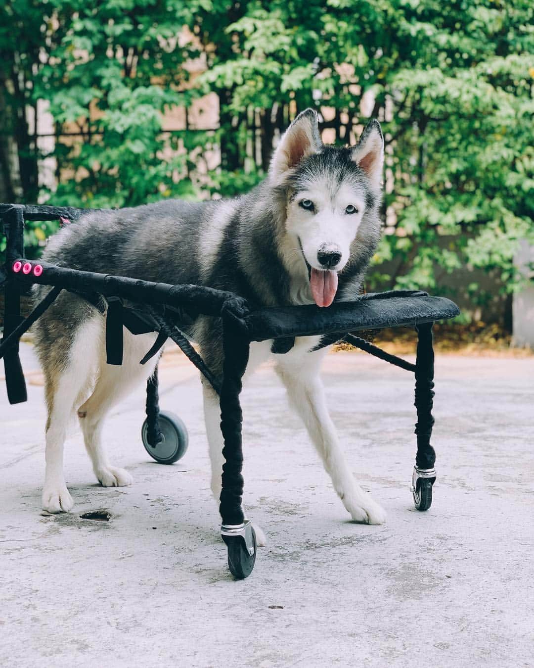 r_oseのインスタグラム：「My own vehicle🐺〰️ zoom zoom🏎💨 || Day#1 || #siberian #husky #siberianhusky #wheelchairdontcare」