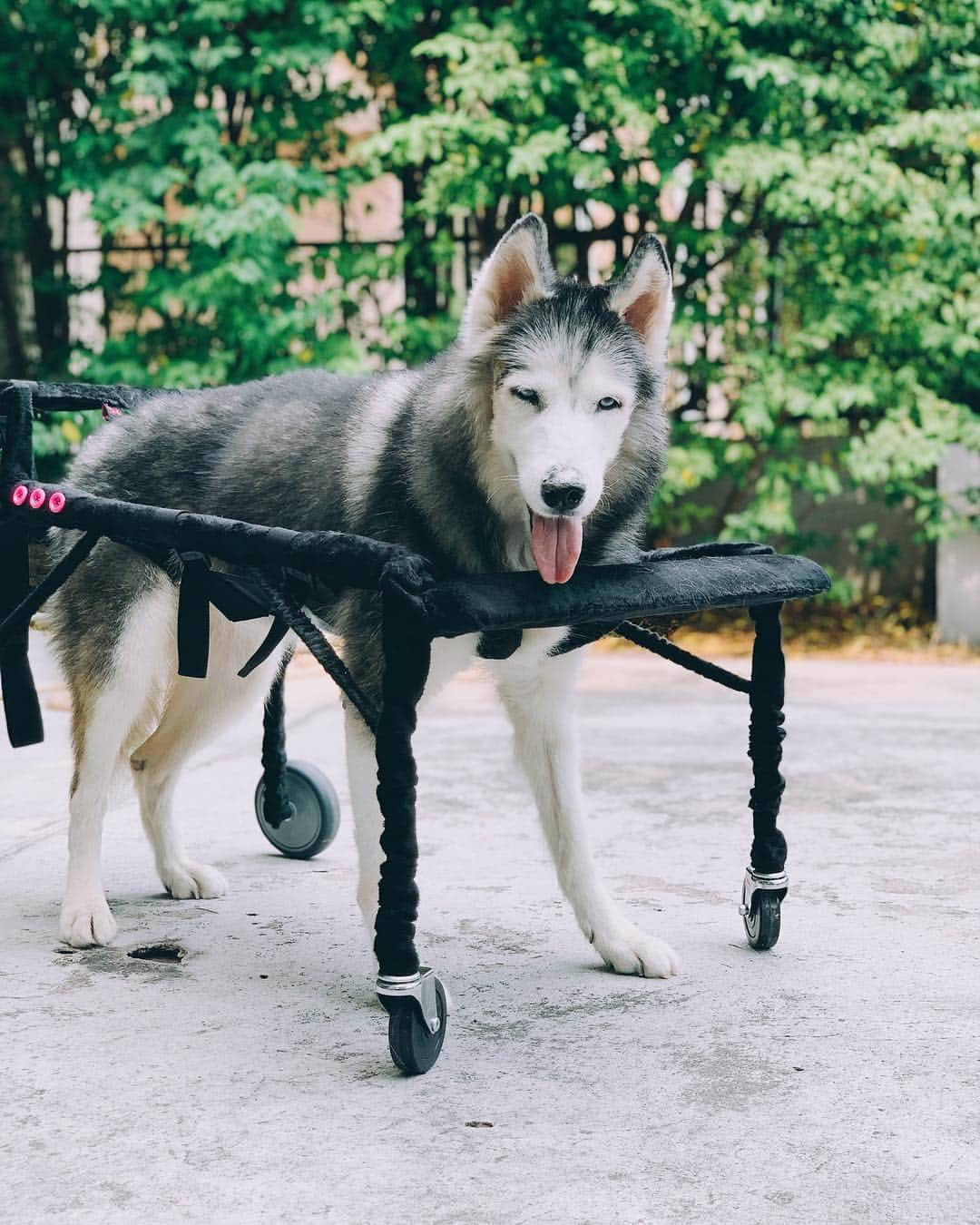 r_oseさんのインスタグラム写真 - (r_oseInstagram)「My own vehicle🐺〰️ zoom zoom🏎💨 || Day#1 || #siberian #husky #siberianhusky #wheelchairdontcare」4月26日 17時24分 - r_ose