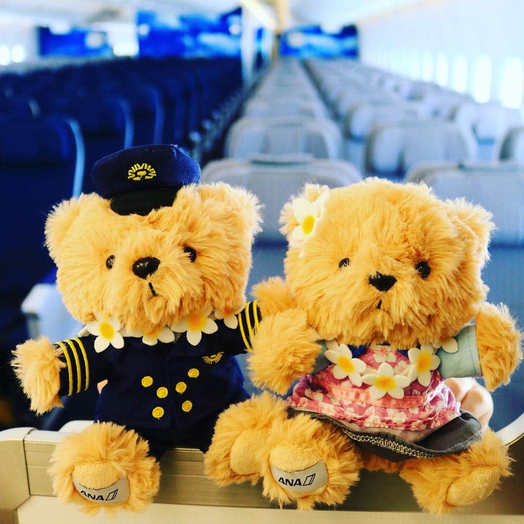 ANAのインスタグラム：「一緒にHawaiiへ🏝  #anaタビキブン #フライトベア #ハワイバージョン #日焼け #飛行機 #ANAオリジナル #ベア #ハワイ旅行 #a380 #a380cabin #フライングホヌ  #5月24日 #就航 #グッズ #国際線 #ana機内販売 #teddybear #airplane #anagoods #hawaii #original #flyinghonu  旅の思い出は「#anaタビキブン」をつけて投稿してね⭐️インスタやANAの各メディアでご紹介していきます💙」