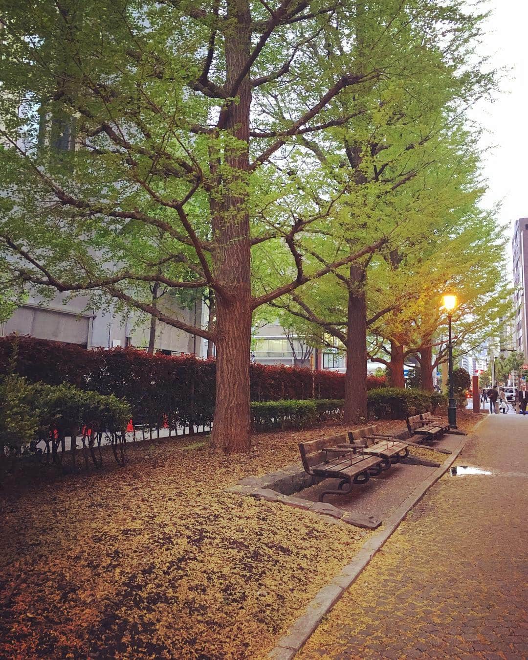猫沢エミさんのインスタグラム写真 - (猫沢エミInstagram)「なんか今日の秋感すごい🍂  東京、寒し。ダウンで正解でした。 みなさん、お風邪召しまするな。  #東京下町時間」4月26日 17時42分 - necozawaemi