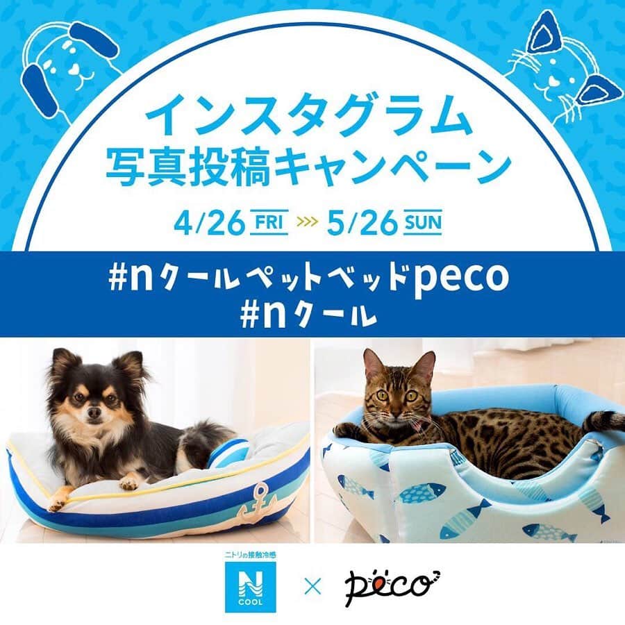 「お、ねだん以上。」ニトリ公式アカウントさんのインスタグラム写真 - (「お、ねだん以上。」ニトリ公式アカウントInstagram)「. ／ 豪華賞品がもらえる ♪♪ ＼ . Nクールペットベッド ハッシュタグ投稿キャンペーン📸✨ 応募締め切りは5/26まで♪ . 「Nクール ペットベッド」と「🐶かわいいうちのコ🐱」が一緒に写っている写真を 【 #nクールペットベッドpeco 】【 #nクール 】の２つのタグを付けてインスタグラムに投稿してね♪ ワンちゃん、ネコちゃんのご投稿の中から、審査のうえそれぞれ15名ずつ合計30名に嬉しいプレゼントが🎁 ニトリのNクールペットベッドは、いつご購入いただいたものでもOKです！ . 参加いただいたポストはインスタグラムアカウントでリポストさせていただくことも♪ . ※ハッシュタグは必ず「 #nクールペットベッドpeco 」「 #nクール 」の２つを付けてください。 ※インスタグラムの非公開アカウント設定をOFFにしている必要があります。 ※本キャンペーンは株式会社ニトリと株式会社PECOのタイアップ企画です。 ※入選通知・賞品発送については、入選者の方にPECO公式アカウント「 @pecocats 」または「 @pecodogs 」からダイレクトメッセージを送信させていただきます。 ※入選の有無に関わらず株式会社ニトリおよび株式会社PECOが出稿する雑誌広告や、WEB媒体、SNS投稿データ、折込チラシ、店内販促などに使わせていただくことがございます。 . キャンペーン・応募規約の詳細は、PECO特集ページをご覧ください。 https://peco-japan.com/77152 . #ニトリ #nitori #Nクールペットベッド #ニトリのペットベッド #接触冷感 #ペットベッド #ねこすたぐらむ #いぬすたぐらむ #ペットのおうち #犬をダメにするベッド #猫をダメにするベッド #ドッグベッド #ふわもこ部 #ペットグッズ #キャンペーン #プレゼント企画」4月26日 18時00分 - nitori_official