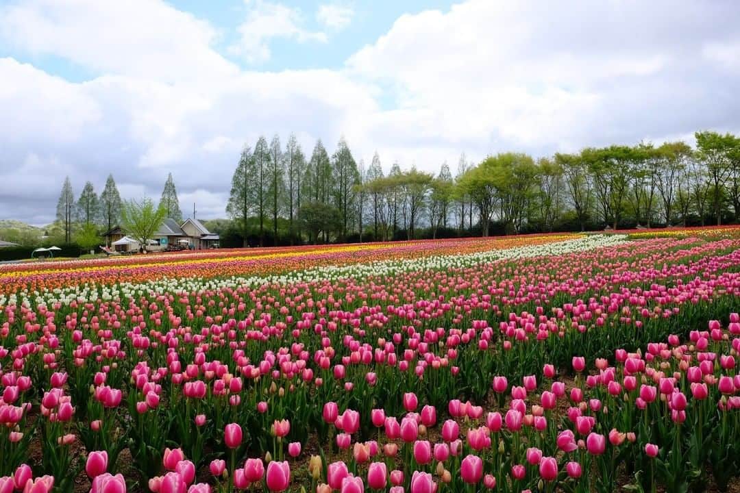花の写真館のインスタグラム：「【世羅高原 x FUJIFILM Xseries 「世羅花だより」】⠀ .⠀ 世羅高原農場では春色チューリップがキラキラと大地を彩っています。今年は暖かな冬でしたが、このところの寒の戻りで連休にお花の見頃がぴたりと合いました。XF16mmのレンズは広々とした花畑を表現する時に大活躍のレンズ。それでいて最短15cmの接写も可能ですので、お気に入りのチューリップにぐっと寄って撮ることもできます。ぜひゴールデンウイークはお花あふれる美しい世羅高原へお出かけください！<PR>⠀ .⠀ カメラ　FUJIFILM X-T2⠀ レンズ　FUJINON XF16mmF1.4 R WR⠀ 撮影条件　F9　1/480秒　ISO800⠀ .⠀ Facebook⠀ https://www.facebook.com/seracamera/⠀ Instagram⠀ https://www.instagram.com/seracamera/⠀ 世羅高原農場⠀ http://sera.ne.jp/⠀ .⠀ #花の写真館 #floralphotograph #floralphoto #flower #flowers #富士フイルム #FUJIFILM #xseries #fujifilm_xseries #fujinon #Xシリーズ #今日もX日和 #fujifilmxt2 #xt2 #xf16 #xf16mm⠀ Follow: @floral.photograph」