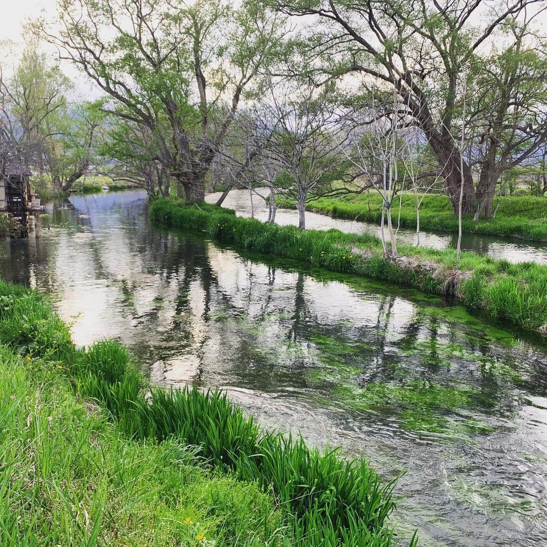 牛窪万里子さんのインスタグラム写真 - (牛窪万里子Instagram)「研修を終えて安曇野にある日本一のわさび農園「大王わさび農場」へ。  美しいわさび田が広がっていました。  流れている川の水も底まで見える程、透明な水で見ているだけで心が清らかになりそう。  安曇野の自然に癒された一日でした  #安曇野 #大王わさび農園  #長野 #nagano #azumino  #wasabi  #instajapan  #instanature」4月26日 18時14分 - mariko_ushikubo