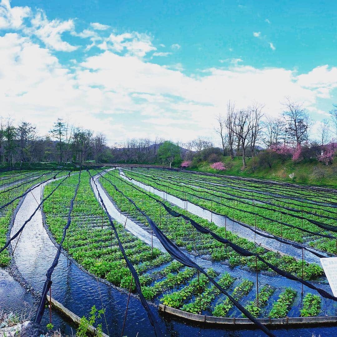 牛窪万里子さんのインスタグラム写真 - (牛窪万里子Instagram)「研修を終えて安曇野にある日本一のわさび農園「大王わさび農場」へ。  美しいわさび田が広がっていました。  流れている川の水も底まで見える程、透明な水で見ているだけで心が清らかになりそう。  安曇野の自然に癒された一日でした  #安曇野 #大王わさび農園  #長野 #nagano #azumino  #wasabi  #instajapan  #instanature」4月26日 18時14分 - mariko_ushikubo