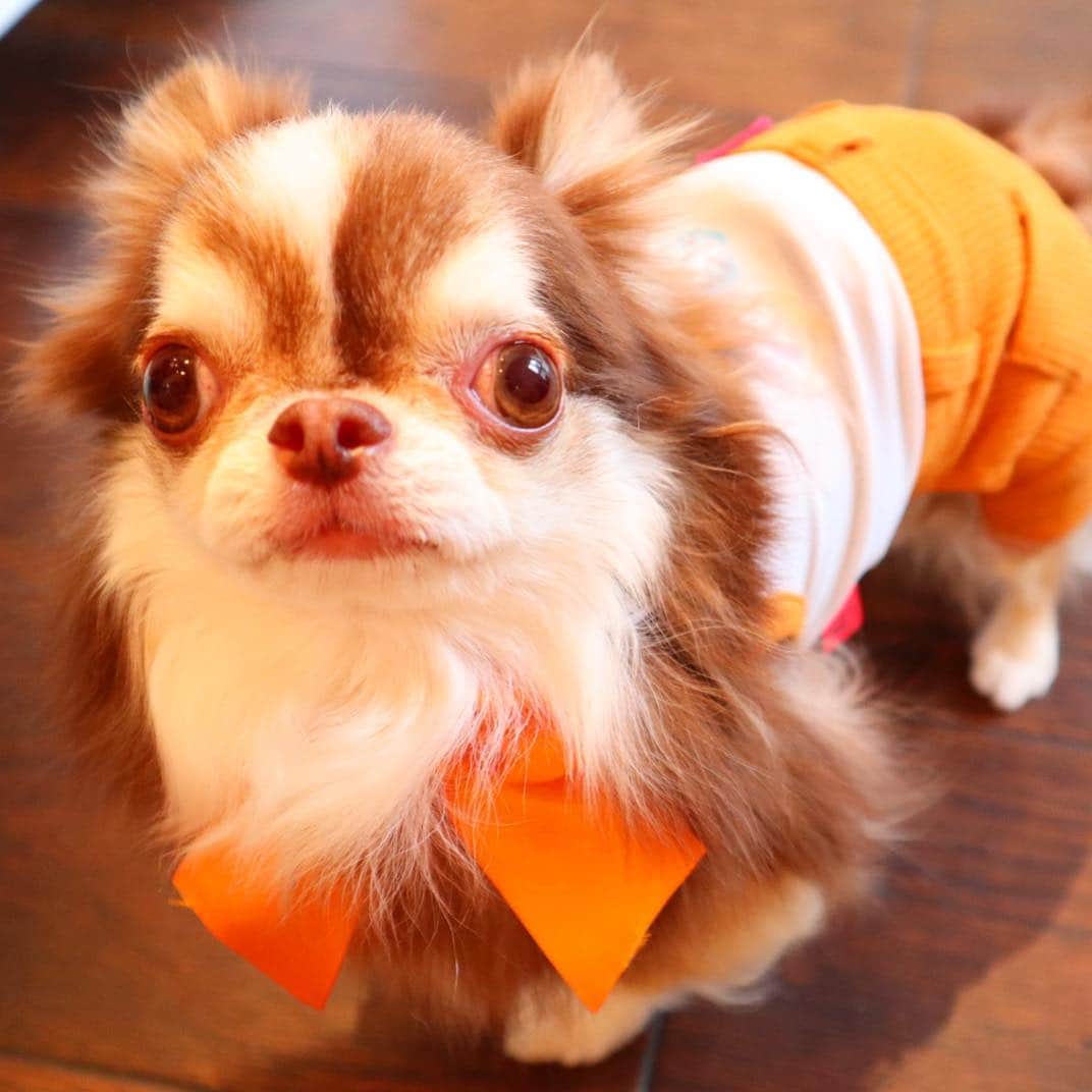 kayoのインスタグラム：「* * らいちんオレンジ似合うね😂🧡 * * Lychee🧡 * * #オレンジ #chihuahua#chihuahualove#dogstgram#dog#instadog#チワワ#チワワ大好き * *」