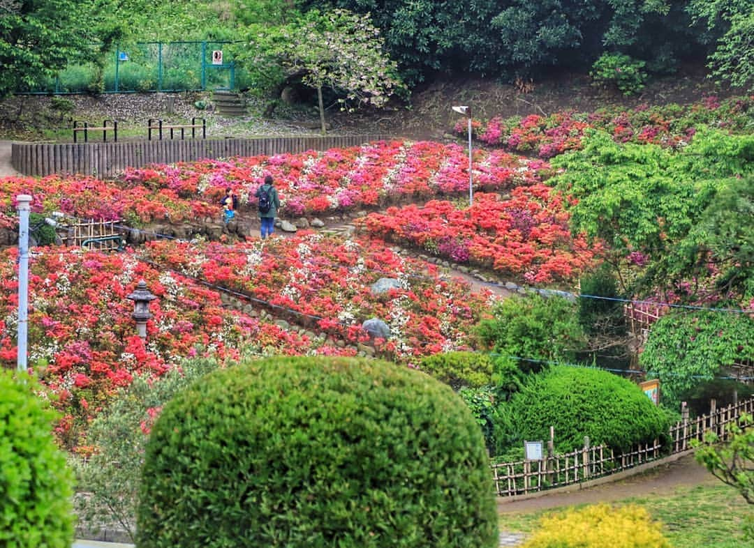 葉山町さんのインスタグラム写真 - (葉山町Instagram)「- ストライプのお花畑や～  #葉山歩き #葉山 #hayama #花の木公園 #つつじ #公園 #町の花 #HananokiPark #park #azalea  #japantrip #満開 #見頃 #一部色落ち  #上から見ると #白 のラインがきれい！ #新発見 #大型連休 #見に来てね  #明日からゴールデンウィーク #しおさい公園 無料開放は #ストーリー に載せるよん #今日もおつかれさまでした」4月26日 18時57分 - hayama_official